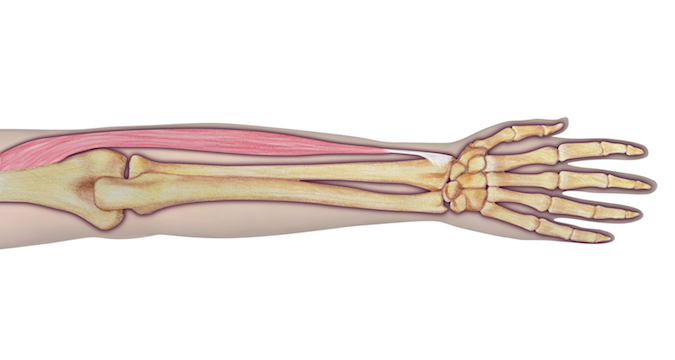 BR anatomy illustration