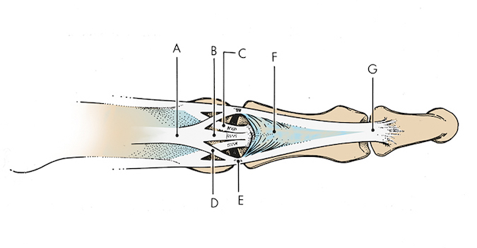 Finger extensor tendon anatomy dorsal view: A. Extensor tendon; B. Central slip; C. Oblique fibers of the dorsal aponeurosis; D. Lateral slip; E. Conjoined lateral band; F. Triangular ligament; G. Terminal extensor tendon 