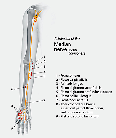 Muscles innervated by the Median Nerve.