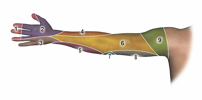 Posterior (Dorsal) Sensation by Nerve: 1 = median nerve; 2 = dorsal radial sensory nerve; 3 = ulnar nerve (dorsal ulnar sensory nerve); 4 = lateral antebrachial cutaneous nerve; 5 = medial antebrachial cutaneous nerve; 6 = posterior brachial cutaneous nerve, inferior lateral cutaneous nerve, posterior antebrachial cutaneous nerve; 7 = medial brachial cutaneous nerve; 8 = intercostobrachial nerve; 9 = axillary